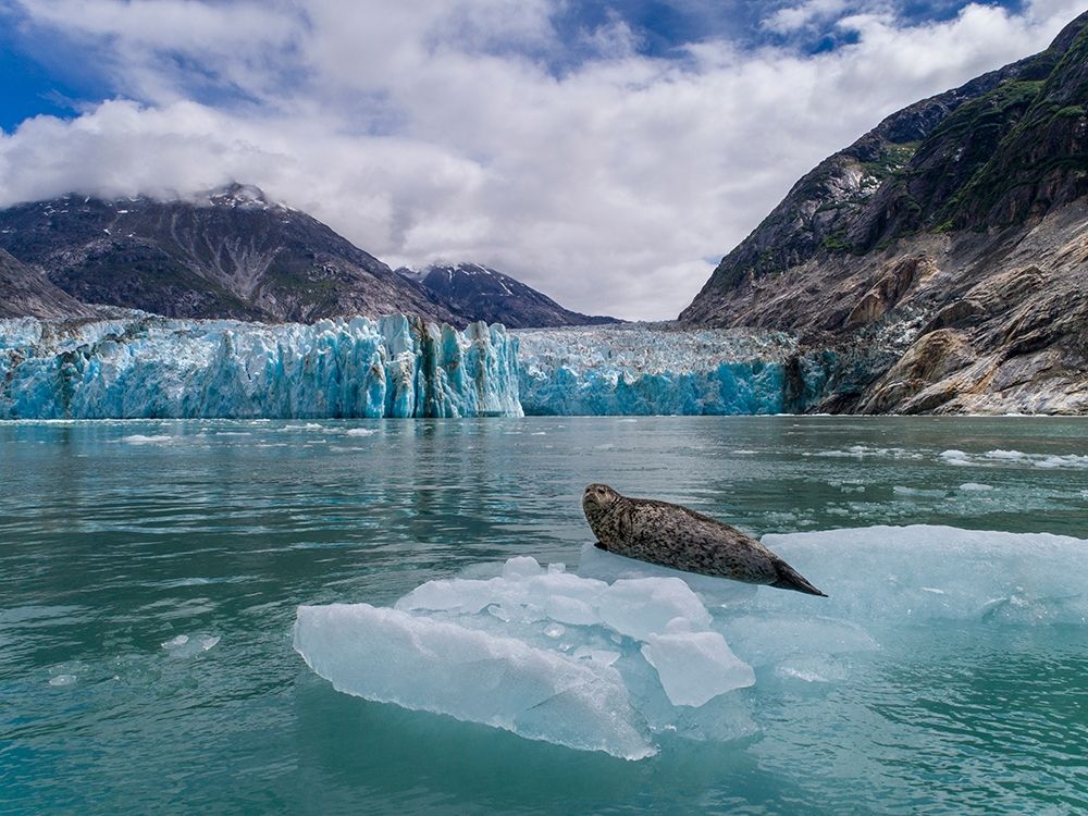 Alaska-South Sawyer view of Harbor Seal resting on iceberg calved from Dawes Glacier in Endicott Arm